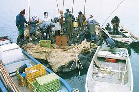 湖山池の石がま